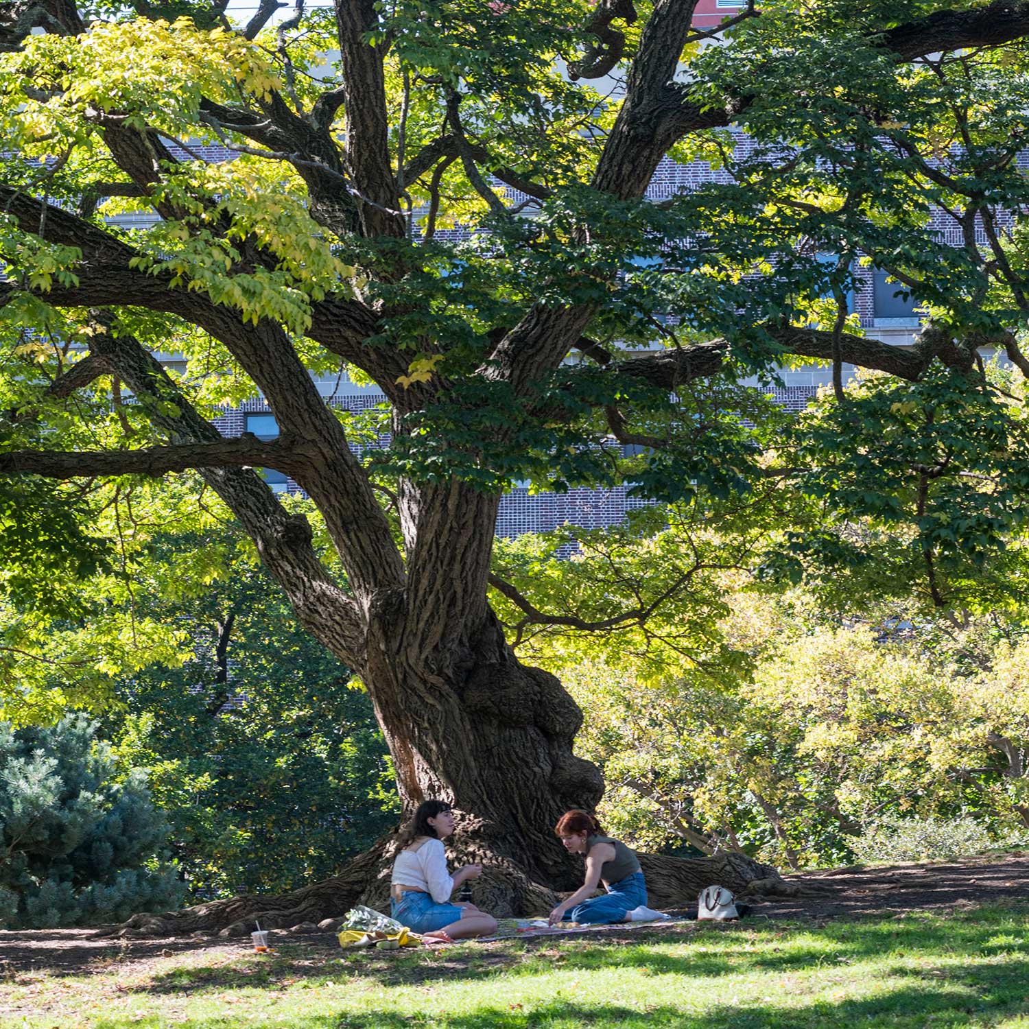 Couple picnicking in Fort Greene Park